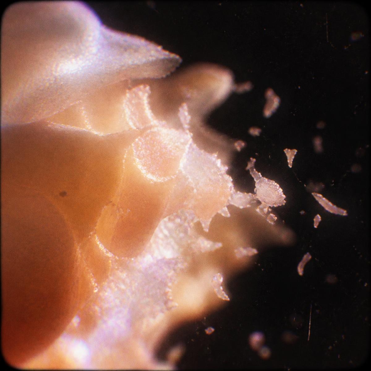 Frame 067 — Residue